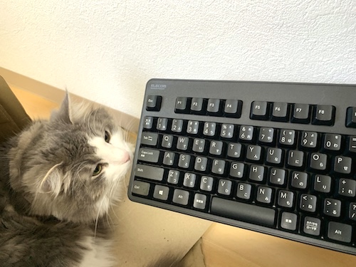 猫とキーボード
